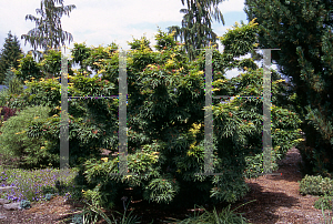 Picture of Acer palmatum 'Mikawa yatsubusa'