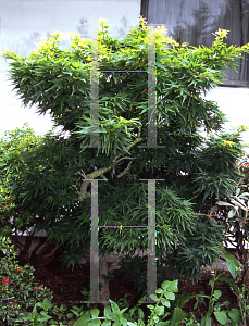 Picture of Acer palmatum 'Mikawa yatsubusa'