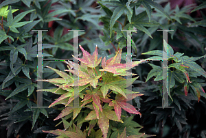 Picture of Acer palmatum 'Mikawa yatsubusa'