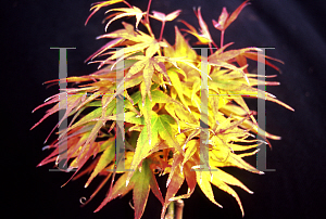 Picture of Acer palmatum 'Mikawa yatsubusa'