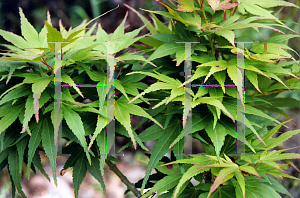 Picture of Acer palmatum 'Mikawa yatsubusa'