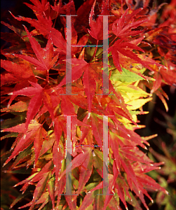 Picture of Acer palmatum 'Mikawa yatsubusa'