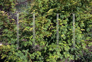 Picture of Acer palmatum 'Mimaye'