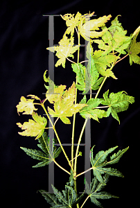 Picture of Acer palmatum 'Mimaye'