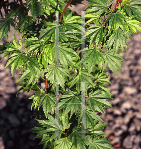 Picture of Acer palmatum 'Mimaye'