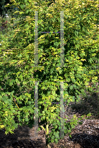 Picture of Acer palmatum 'Mimaye'