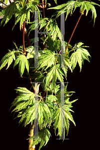 Picture of Acer palmatum 'Mimaye'