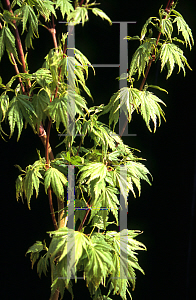 Picture of Acer palmatum 'Mimaye'