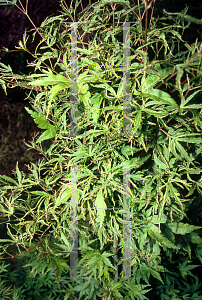 Picture of Acer palmatum (Matsumurae Group) 'Mini Mondo'