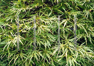 Picture of Acer palmatum (Dissectum Group) 'Mioun'