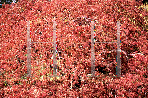 Picture of Acer palmatum (Dissectum Group) 'Mioun'