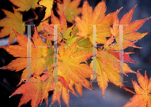 Picture of Acer palmatum 'Mirte'