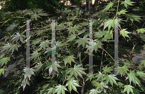 Picture of Acer palmatum 'Mirte'