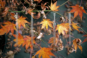 Picture of Acer palmatum (Matsumurae Group) 'Miyagino'