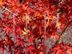 Picture of Acer palmatum 'Mizuho beni'