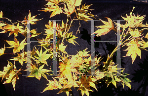 Picture of Acer palmatum 'Mizu kiguri'