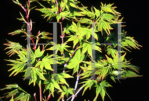 Picture of Acer palmatum 'Mizu kiguri'