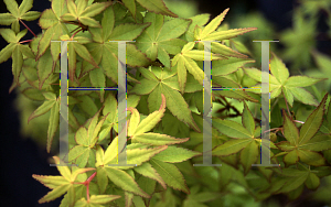 Picture of Acer palmatum 'Mizuho beni'