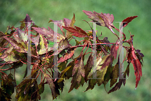 Picture of Acer palmatum 'Momenshide'