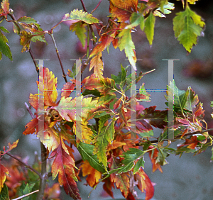 Picture of Acer palmatum 'Momenshide'