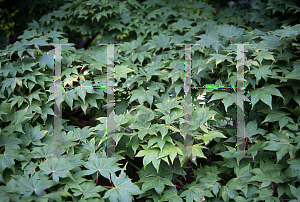 Picture of Acer palmatum (Amoenum Group) 'Mon zukushi (Yama hime)'