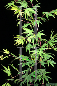 Picture of Acer palmatum (Amoenum Group) 'Mon zukushi (Yama hime)'