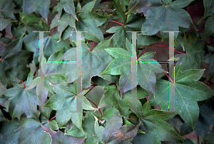 Picture of Acer palmatum (Amoenum Group) 'Mon zukushi (Yama hime)'