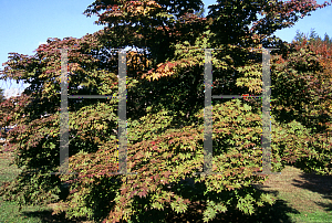 Picture of Acer palmatum (Amoenum Group) 'Mon zukushi (Yama hime)'