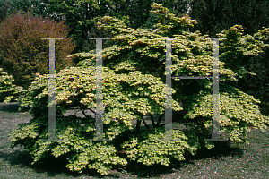 Picture of Acer palmatum (Amoenum Group) 'Mon zukushi (Yama hime)'