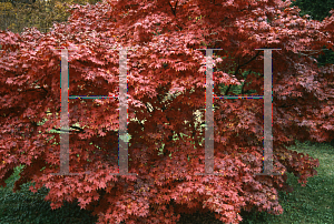 Picture of Acer palmatum (Amoenum Group) 'Mon zukushi (Yama hime)'