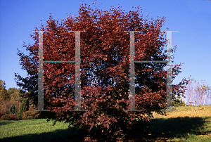 Picture of Acer palmatum 'Moonfire'
