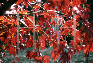 Picture of Acer palmatum 'Moonfire'