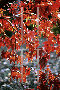 Picture of Acer palmatum 'Moonfire'