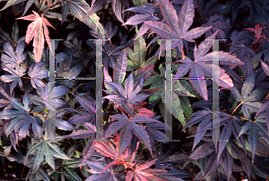 Picture of Acer palmatum 'Moonfire'