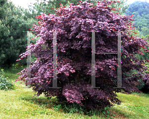 Picture of Acer palmatum 'Moonfire'