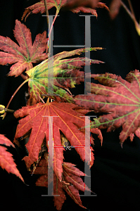 Picture of Acer shirasawanum 'Mr Sun'