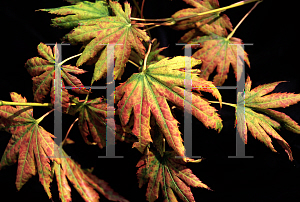 Picture of Acer shirasawanum 'Mr Sun'