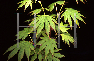 Picture of Acer shirasawanum 'Mr Sun'