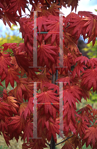 Picture of Acer shirasawanum 'Munn's Moon'