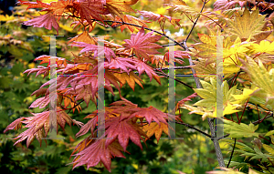 Picture of Acer shirasawanum 'Munn's Moon'