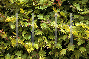 Picture of Acer shirasawanum 'Munn's Moon'