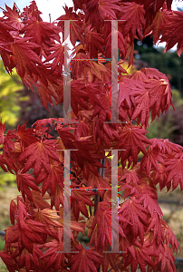 Picture of Acer shirasawanum 'Munn's Moon'