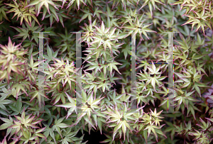 Picture of Acer palmatum 'Murasaki kiyohime'