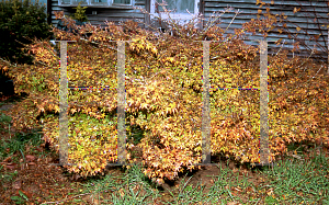 Picture of Acer palmatum 'Murasaki kiyohime'