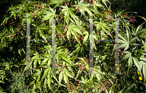 Picture of Acer palmatum (Matsumurae Group) 'Mure hibari'