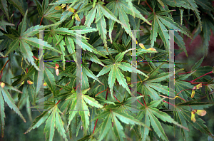 Picture of Acer palmatum (Matsumurae Group) 'Mure hibari'