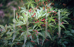 Picture of Acer palmatum (Matsumurae Group) 'Mure hibari'