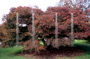 Picture of Acer palmatum (Matsumurae Group) 'Mure hibari'