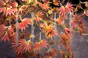 Picture of Acer palmatum (Matsumurae Group) 'Muro gawa'