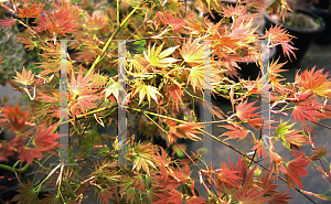 Picture of Acer palmatum (Matsumurae Group) 'Muro gawa'